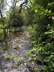 Woodland walk near the campsite